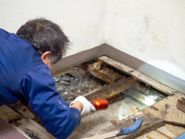 Best Commercial Mold Removal  in Black Diamond, WA