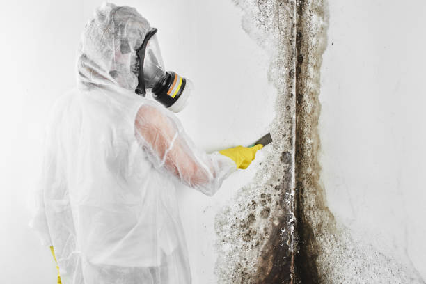 Certified Mold Removal in Black Diamond, WA