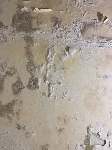 Best Mold Removal and Inspection  in Black Diamond, WA