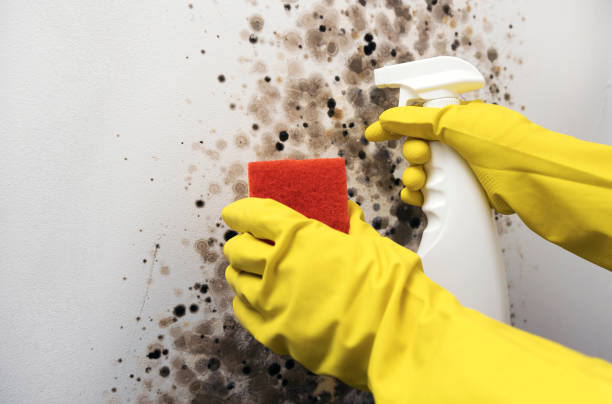Best Same-Day Mold Removal  in Black Diamond, WA