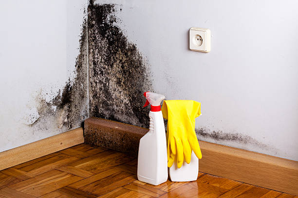 Best Mold Testing  in Black Diamond, WA