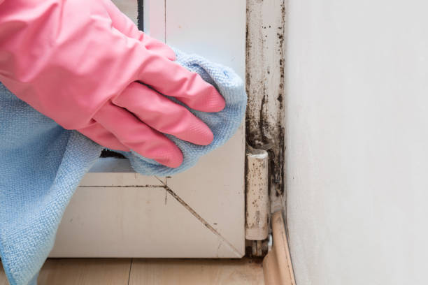 Best Emergency Mold Removal  in Black Diamond, WA