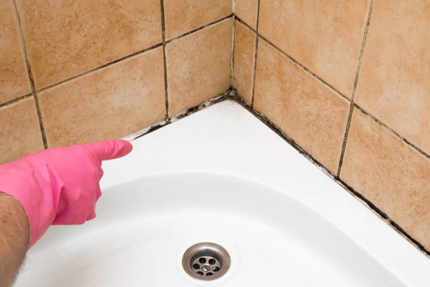Best Black Mold Removal  in Black Diamond, WA